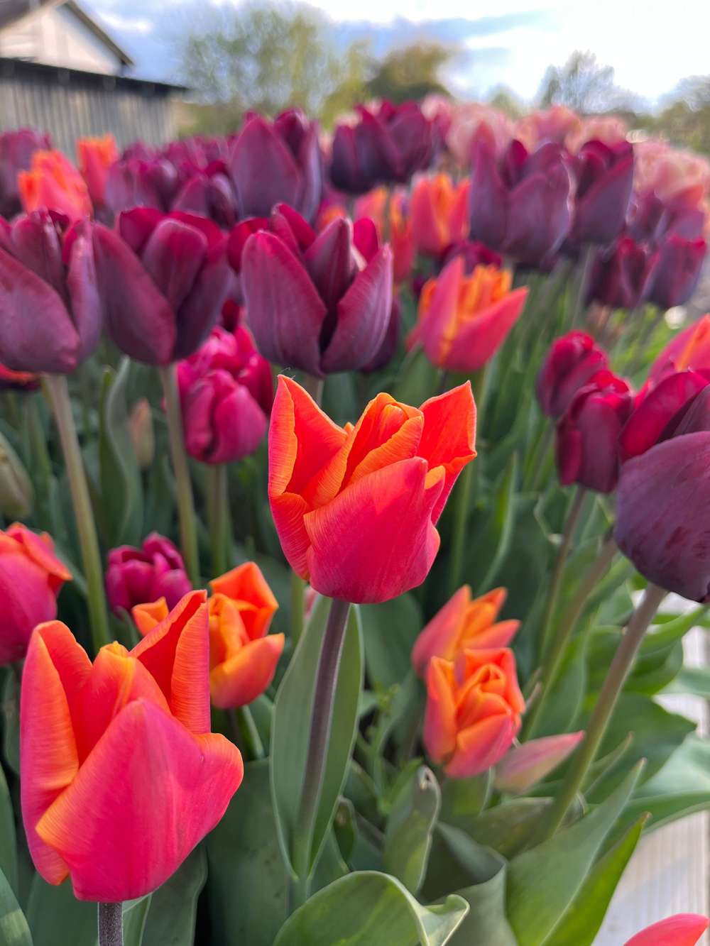 Tulipanblanding 'Hugo'